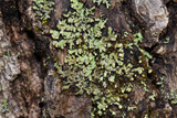 Phaeophyscia pusilloides image