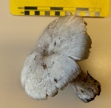 Agaricus hondensis image