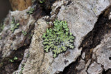 Phaeophyscia pusilloides image