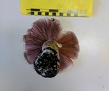 Agaricus hondensis image
