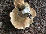 Tapinella atrotomentosa image