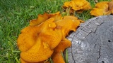 Omphalotus subilludens image