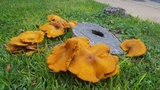 Omphalotus subilludens image
