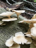 Pleurotus pulmonarius image