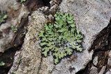 Phaeophyscia pusilloides image