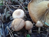 Pholiota angustipes image