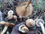 Pholiota angustipes image