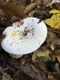 Lactarius piperatus image