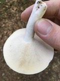 Lactarius piperatus image