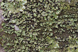 Phaeophyscia pusilloides image