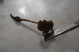 Hypholoma tuberosum image