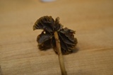 Hypholoma tuberosum image