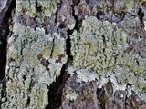 Dirinaria applanata image
