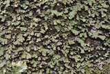 Phaeophyscia pusilloides image