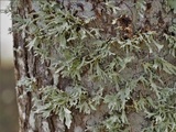Ramalina complanata image
