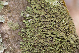 Phaeophyscia pusilloides image