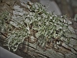 Ramalina stenospora image