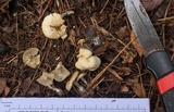 Clitocybe vibecina image