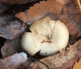 Clitocybe vibecina image