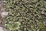 Phaeophyscia pusilloides image
