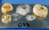 Clitocybe vibecina image