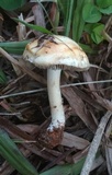 Agrocybe molesta image