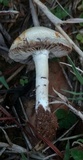 Agrocybe molesta image