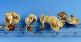 Clitocybe vibecina image