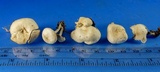 Clitocybe vibecina image
