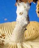 Clitocybe vibecina image