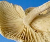 Clitocybe vibecina image