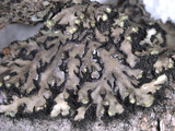 Phaeophyscia pusilloides image