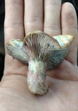 Lactarius paradoxus image