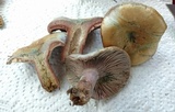 Lactarius paradoxus image