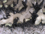 Phaeophyscia pusilloides image