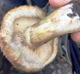 Lactarius mairei image