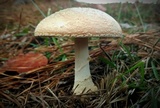 Amanita persicina image