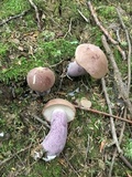 Tylopilus plumbeoviolaceus image