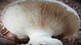 Catathelasma ventricosum image