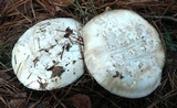 Catathelasma ventricosum image