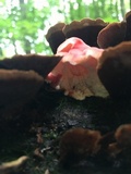 Phlebia incarnata image
