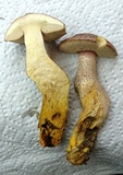 Harrya chromapes image