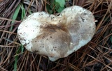 Russula dissimulans image