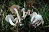 Clitocybe tarda image