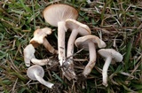 Clitocybe tarda image