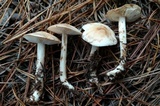 Rhodocollybia maculata image