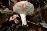 Hygrophorus russula image