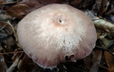 Laccaria ochropurpurea image