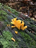 Dacryopinax spathularia image