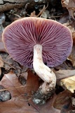 Laccaria ochropurpurea image